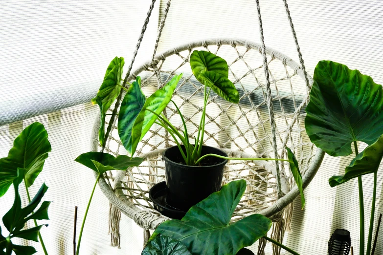 plants and a netted basket hanging from the ceiling