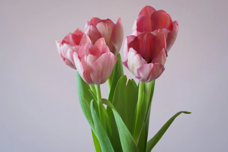 there are pink flowers on the table with water