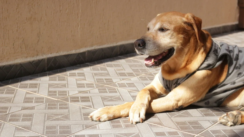 a brown and black dog laying on a tile floor