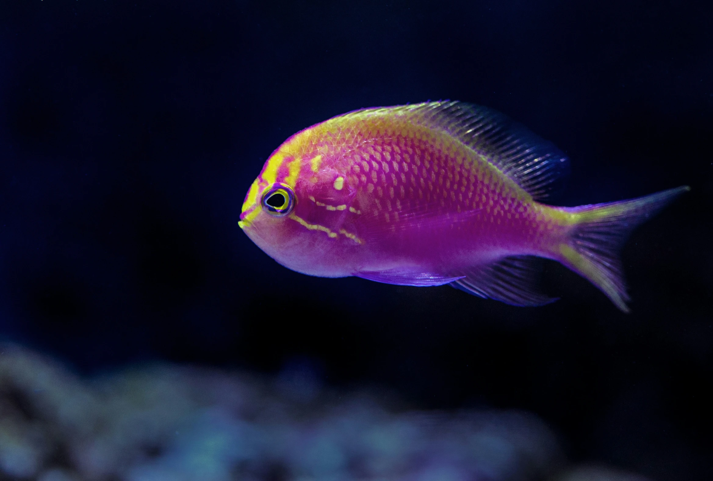 a yellow and pink fish in a dark blue sea