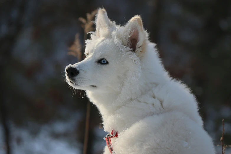 a white dog sitting next to a tree