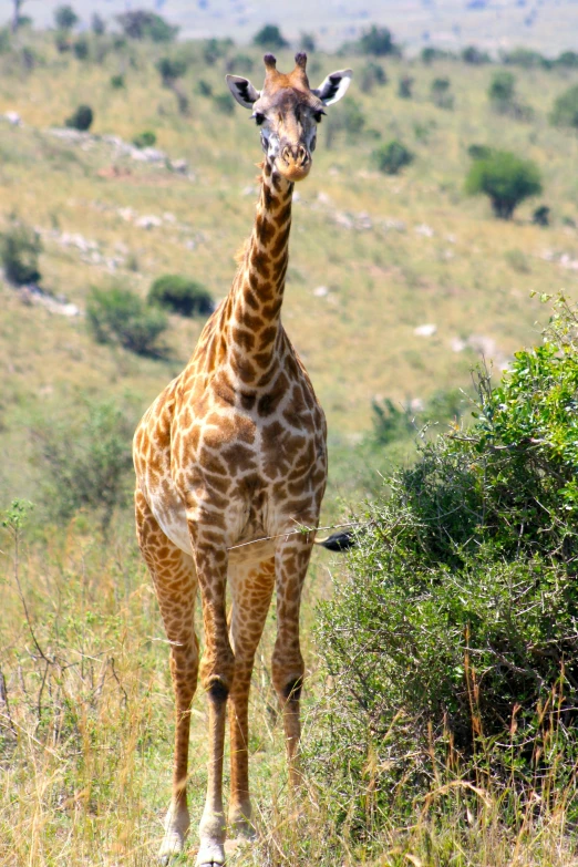 a tall giraffe is standing in the tall grass