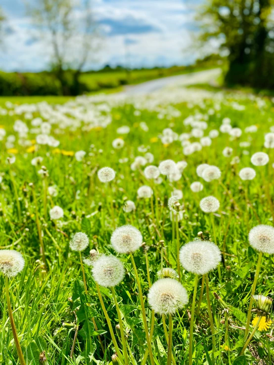 an open field filled with tall grass covered in lots of white flowers