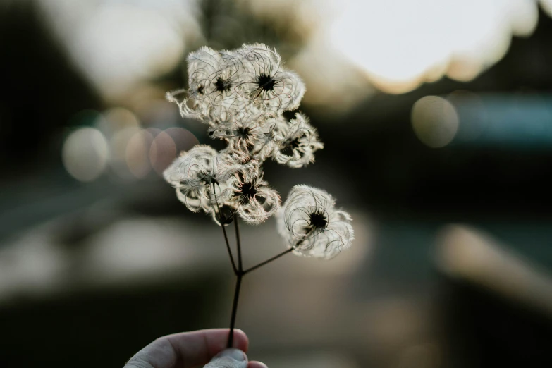 someone is holding a plant with some small white flowers