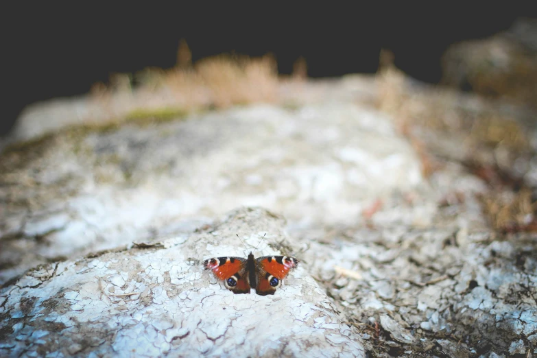 small erflies are sitting on the rock top