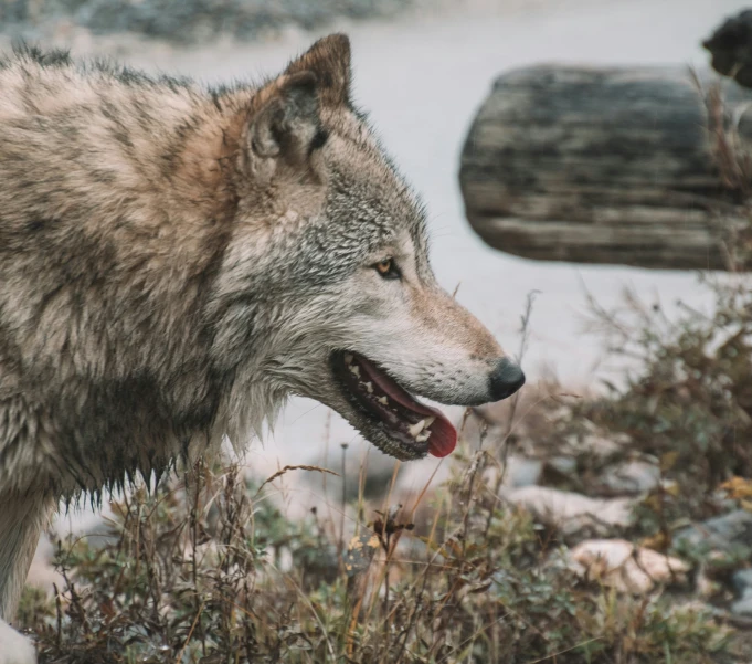 a wolf that is outside near a body of water