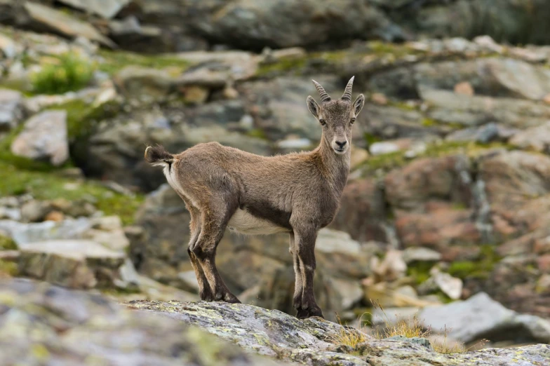 a brown goat standing on a rocky hillside