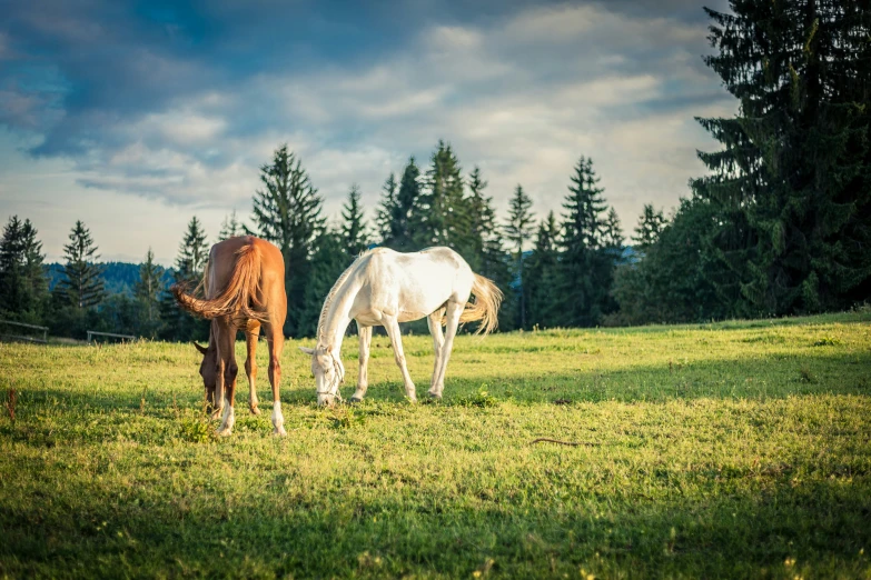 a pair of horses stand in a grassy field