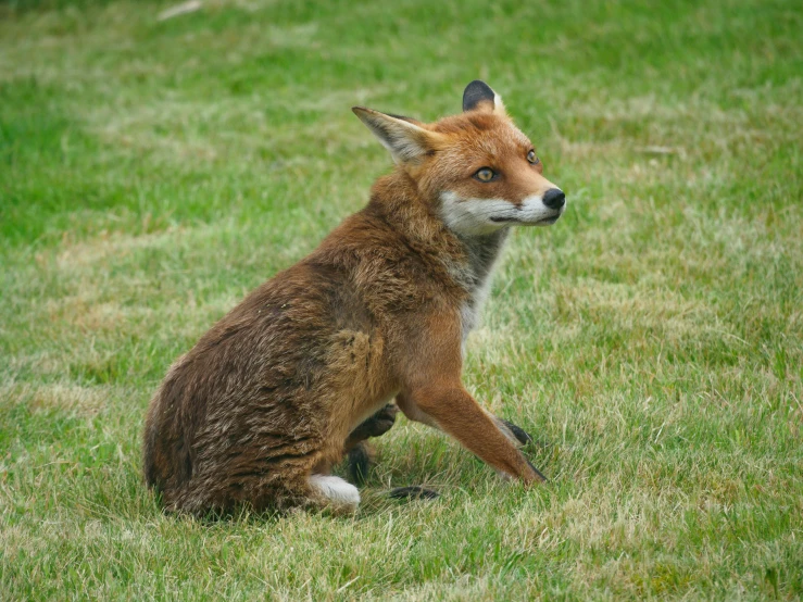a small red fox with an unhappy look on his face