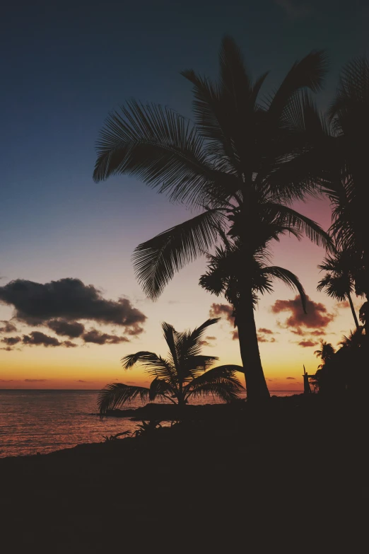 a palm tree sits near the beach during a sunset