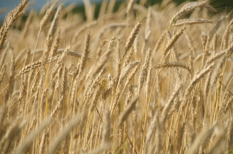 an array of wheat in a field during the day