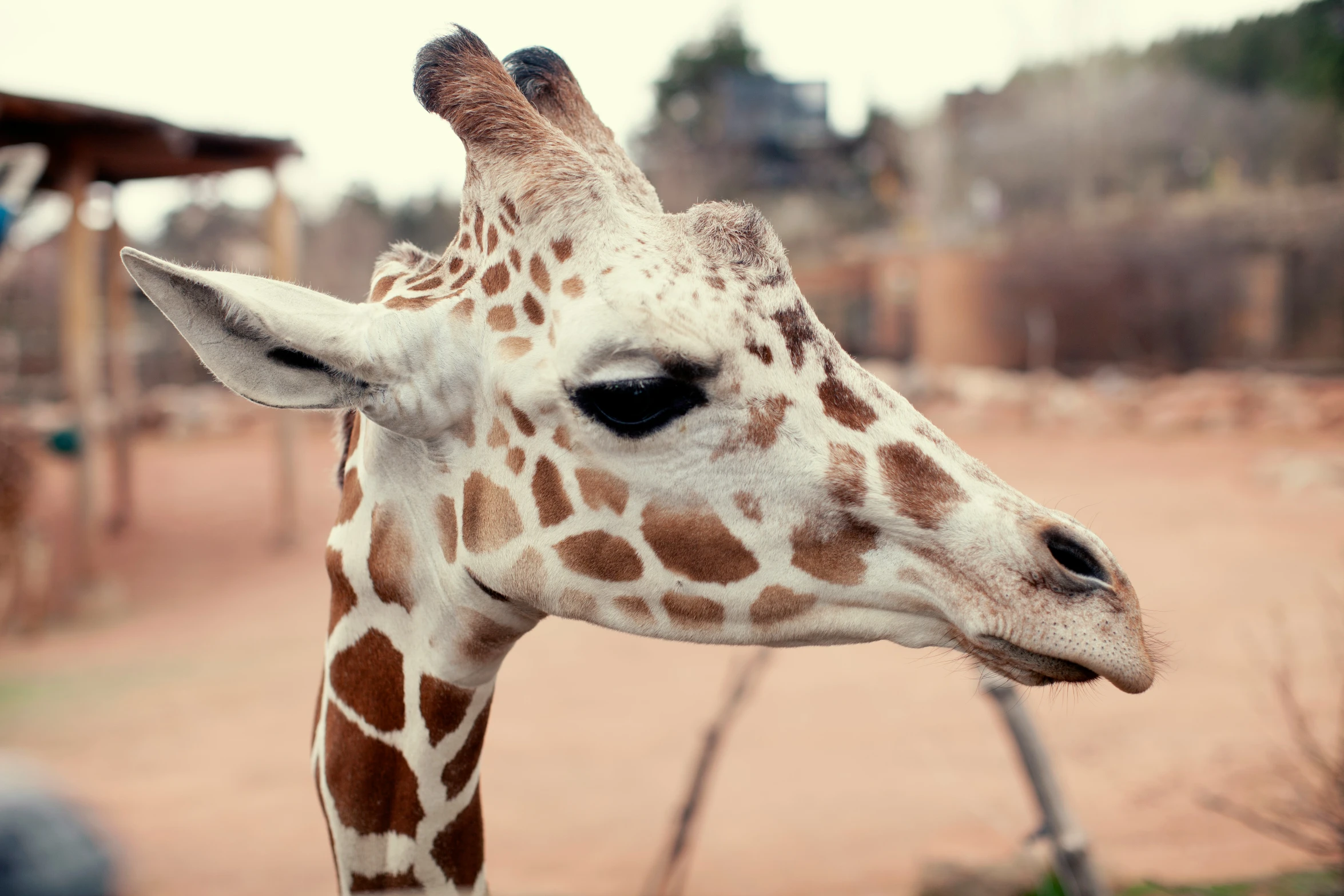 a giraffe standing on a dirt ground next to a building