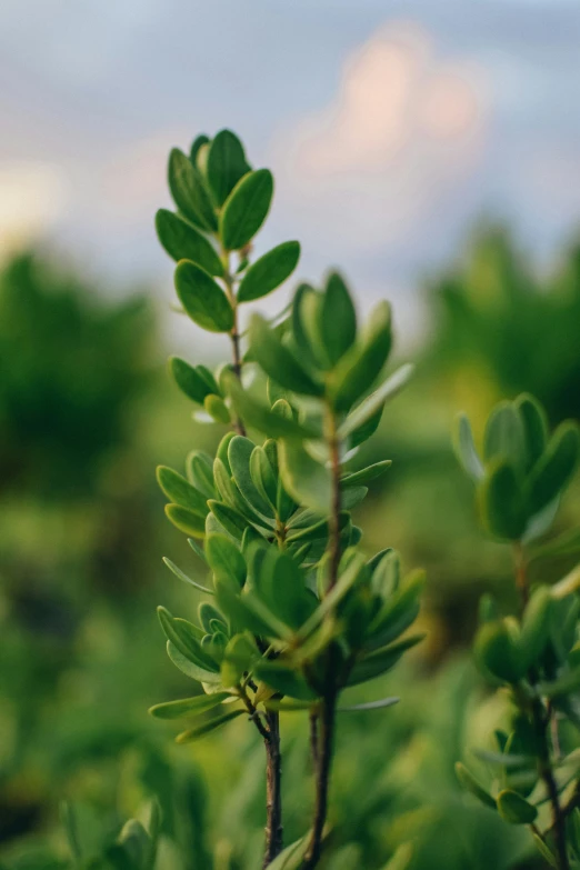 the leaves of a small tree against the background