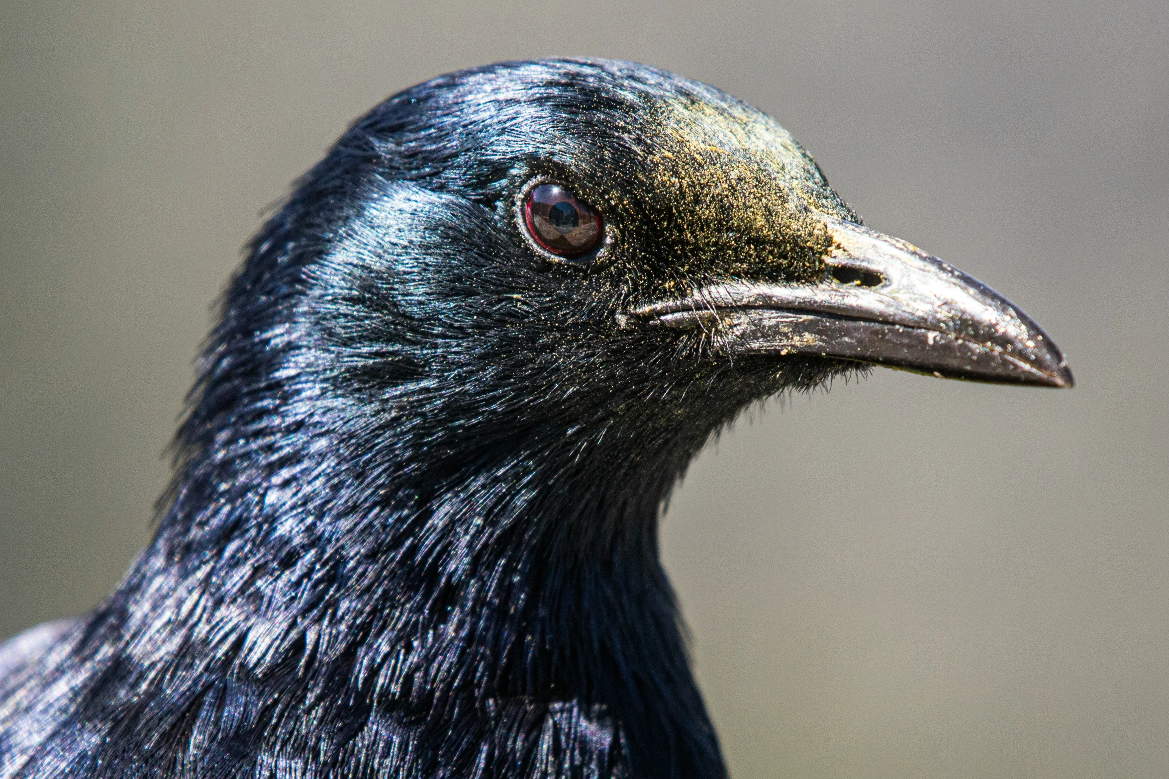 a close up of the head of a large bird