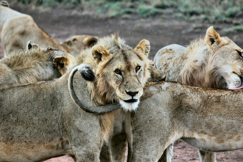 lions standing in the desert with one looking at the camera