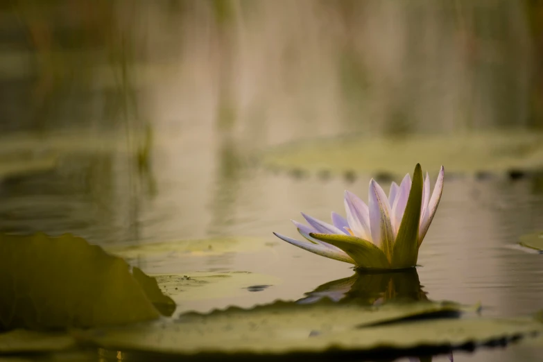 the water lilies are floating on top of lily pads