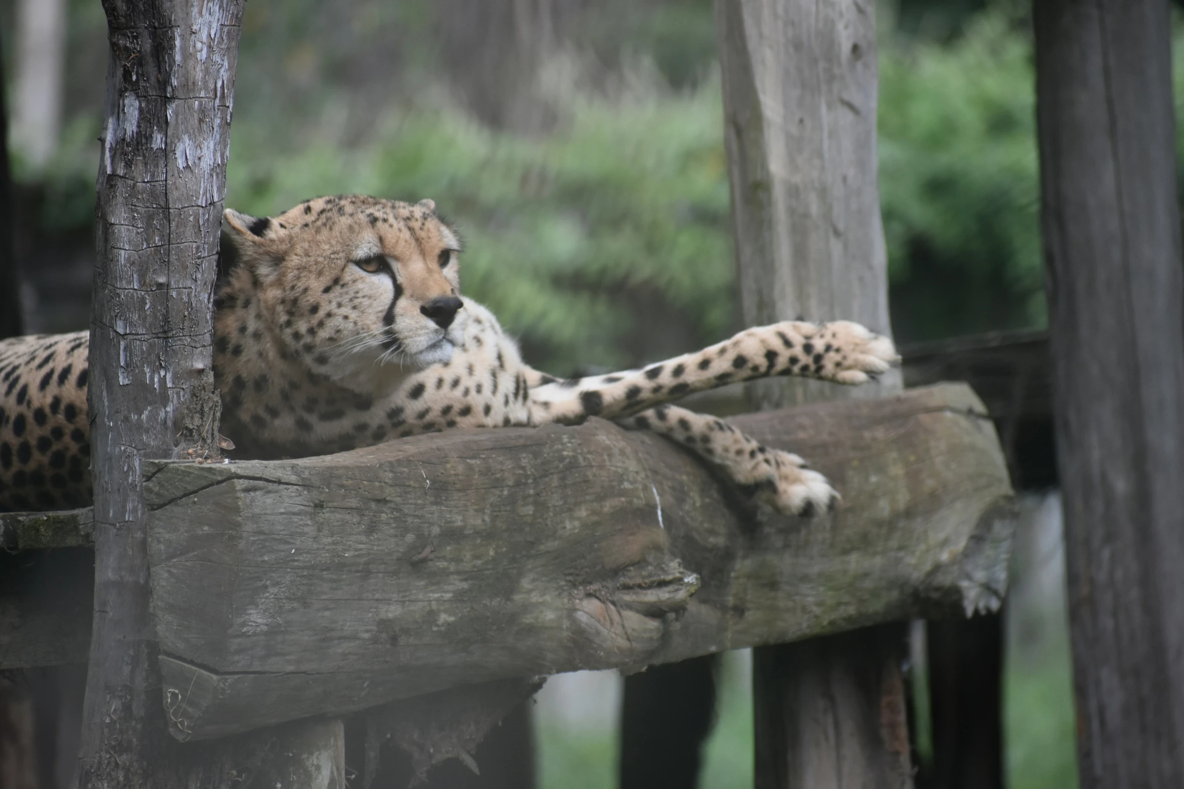 a cheetah laying on top of a wooden structure