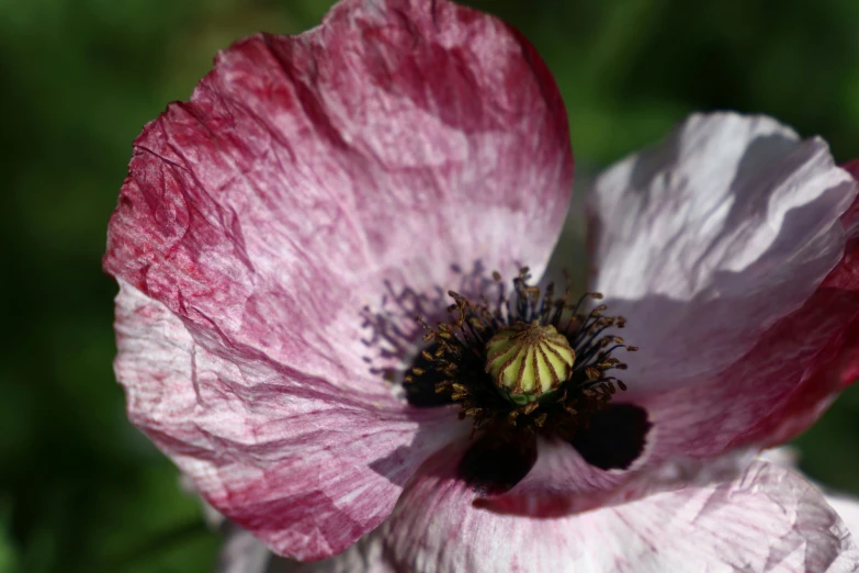 an unidentifiable pink flower with white petals