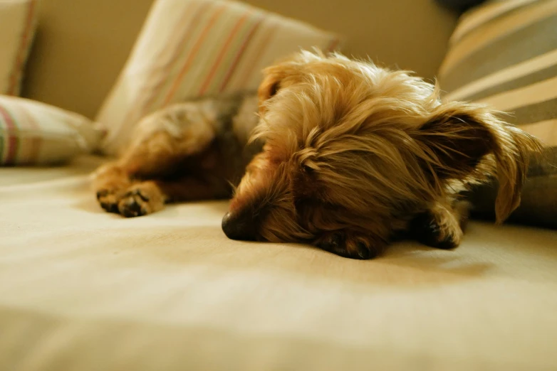 a dog sleeping on the couch next to a pillow