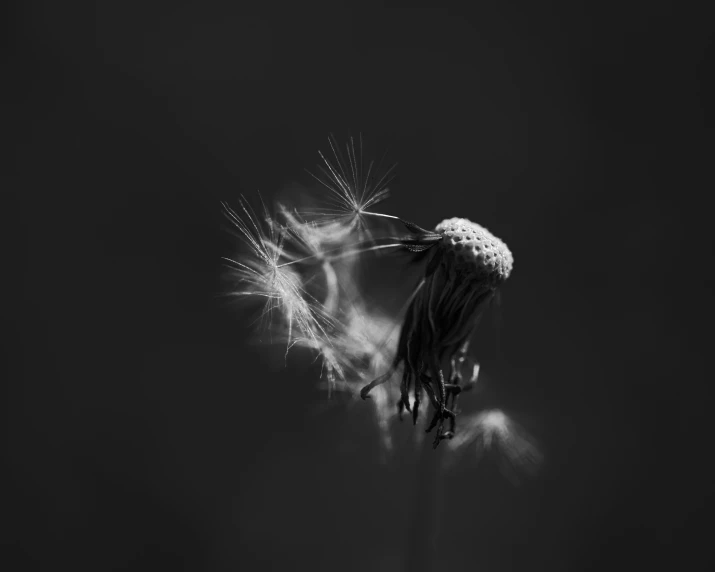 a dandelion blowing in the wind and showing its seeds