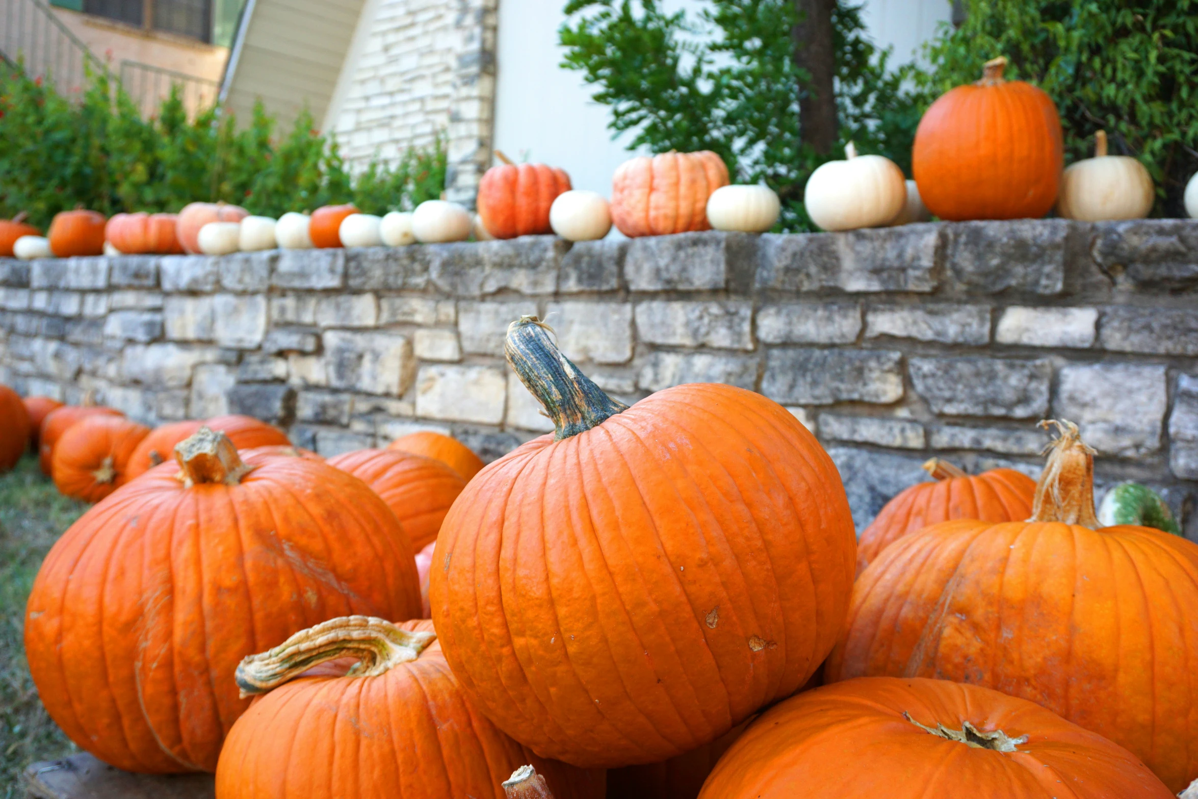 pumpkins are grouped in a pile near a wall