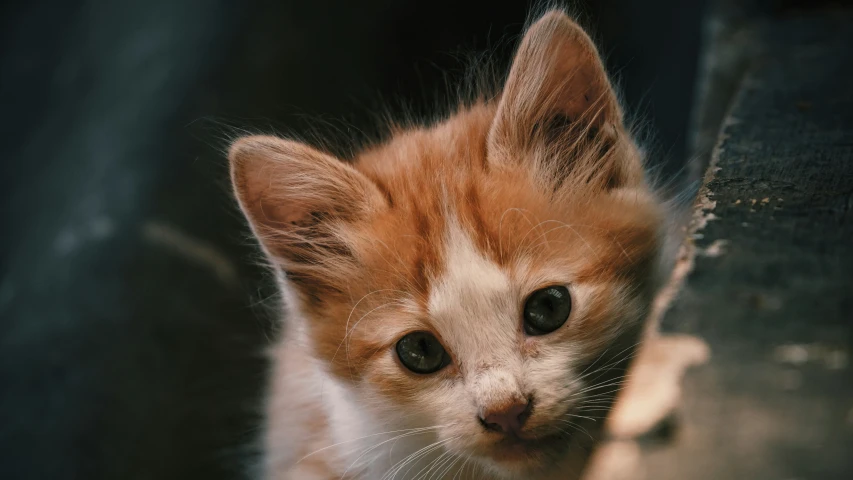 a cat with white legs and orange face looking at the camera