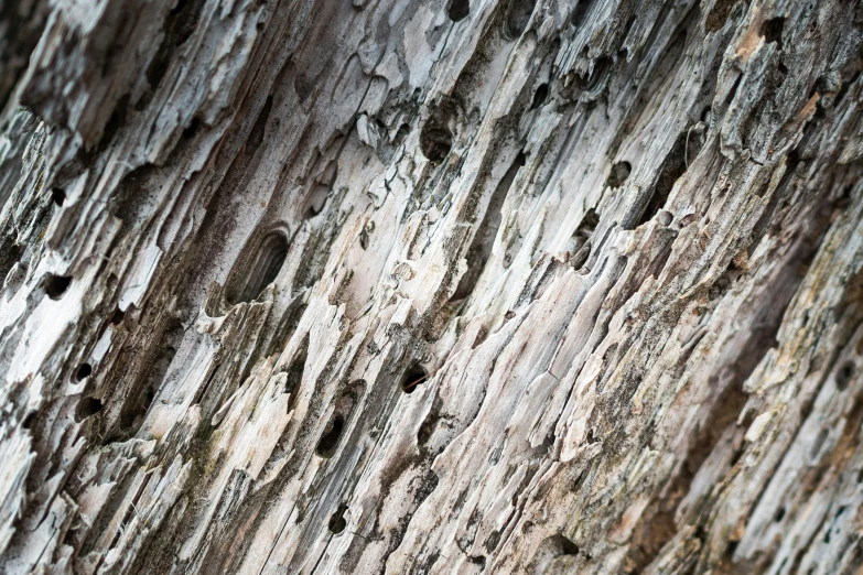 a tree that has several different types of holes in it