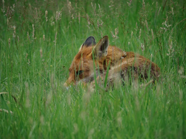 a little fox sitting down in the tall grass