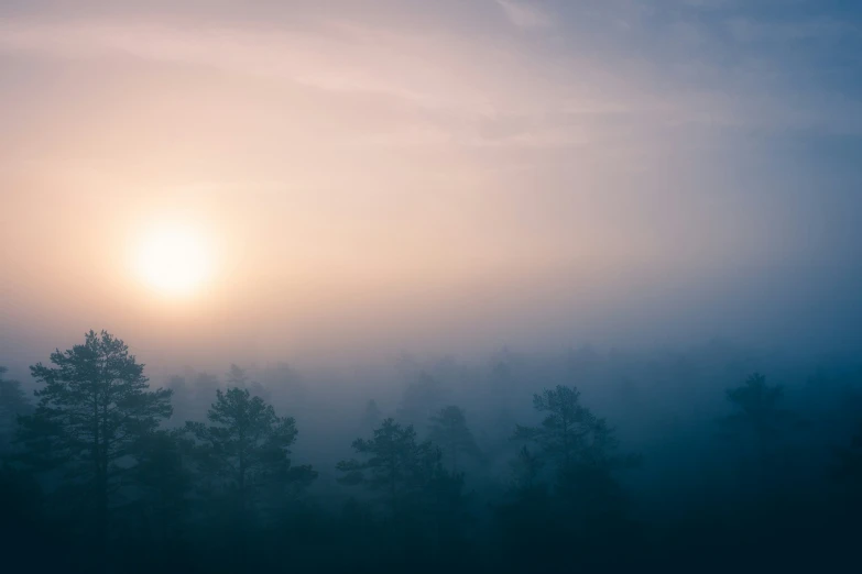 trees on a misty mountain at sunrise