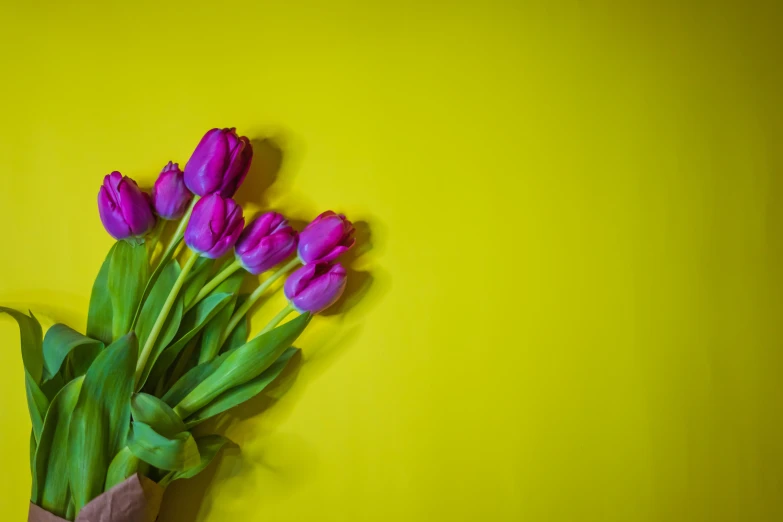 pink flowers in a pot against a yellow wall