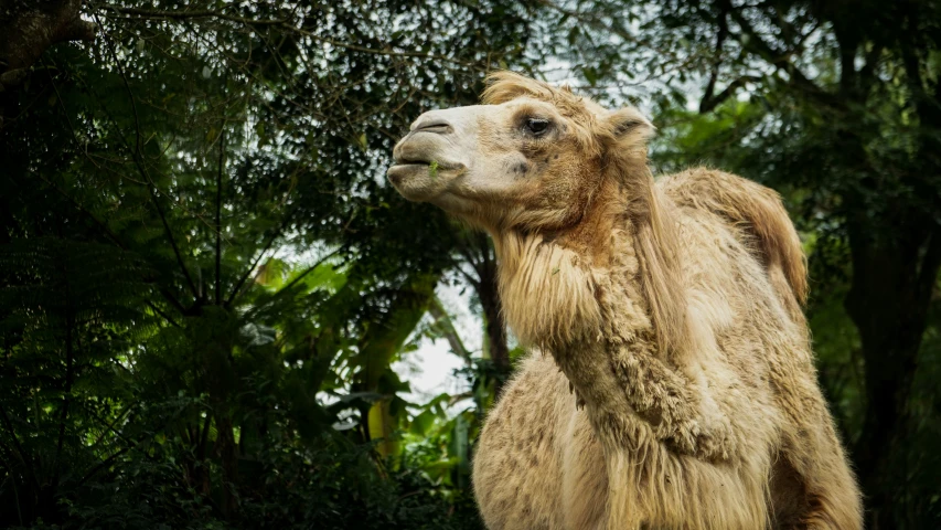 a camel is walking through the middle of the forest