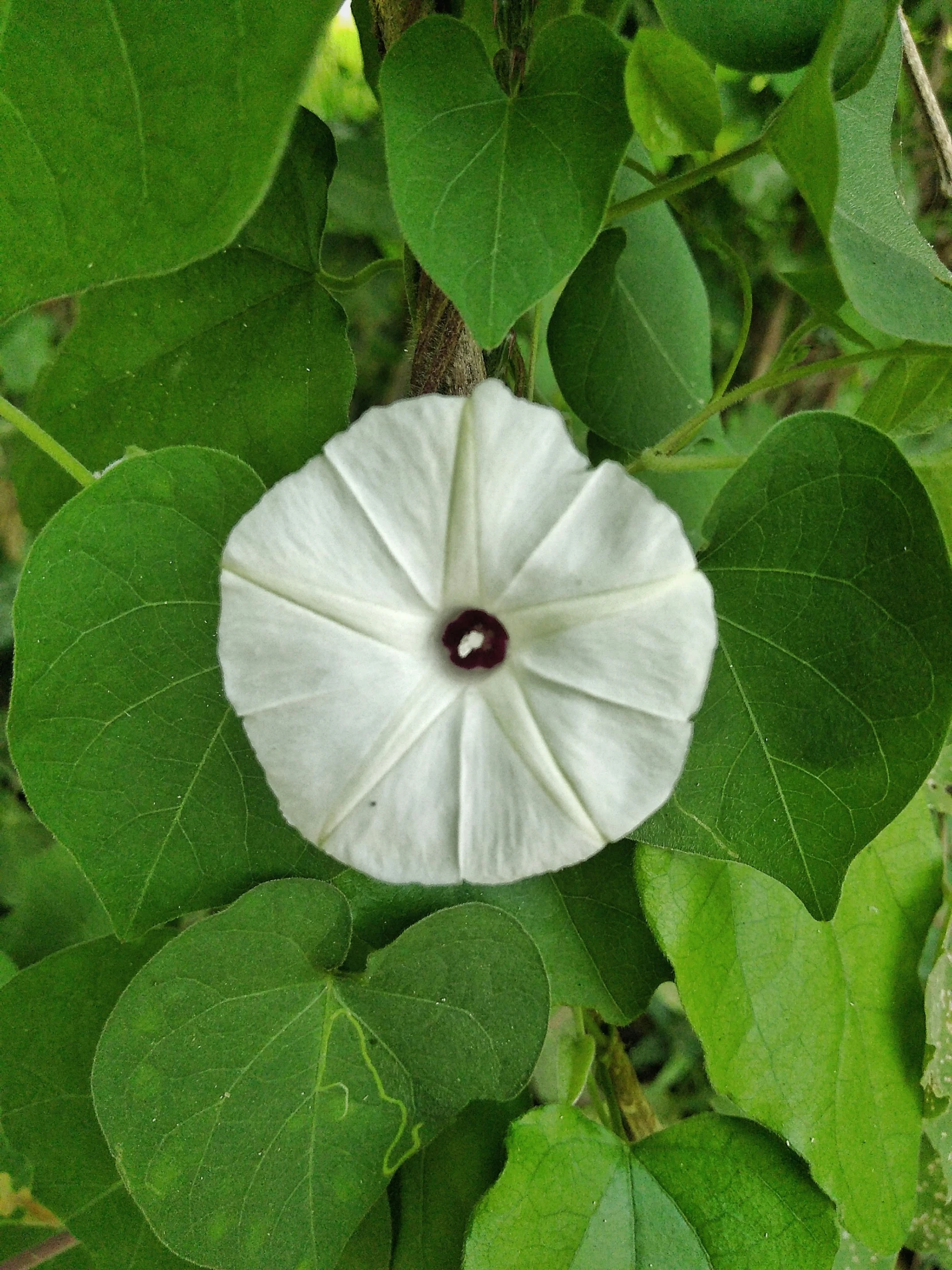 the leaf is a circular shape with an inner ring around it