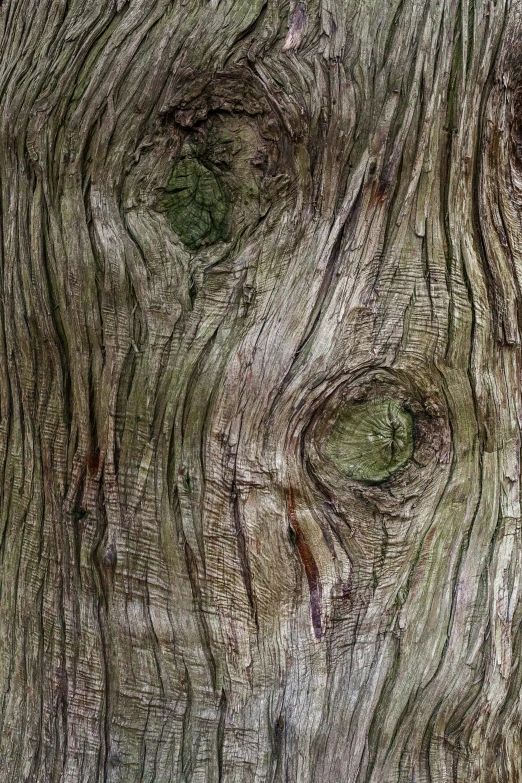 an image of the bark of a large tree