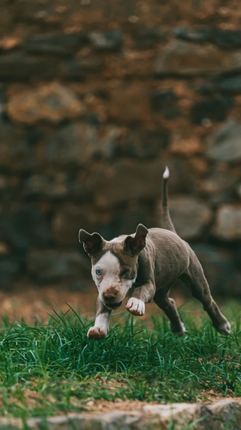 a dog running across grass with a rock wall in the background