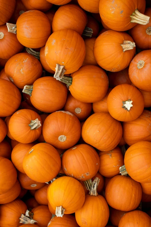 pumpkins are piled up all together and ready to be sold