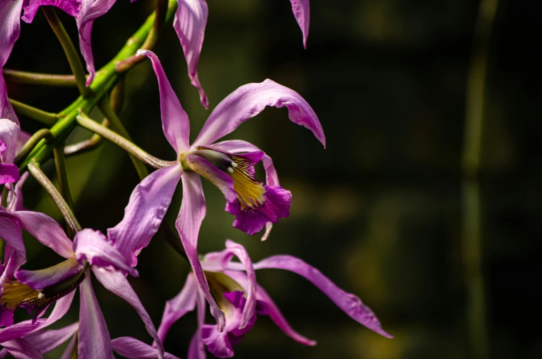 a bunch of purple flowers on top of each other