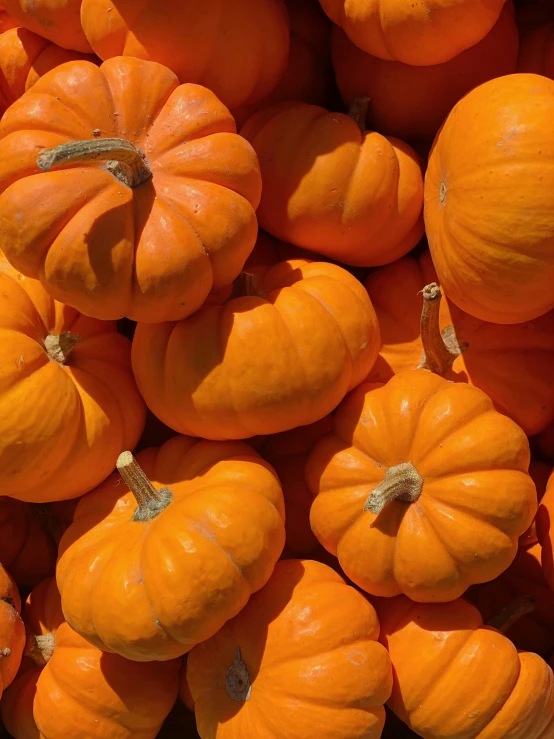 many small orange pumpkins for sale together