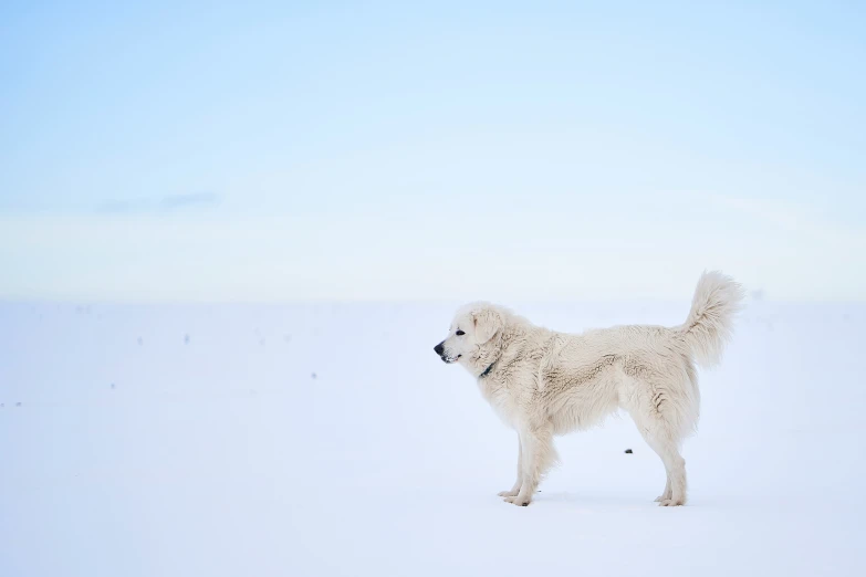 a dog in the snow standing on a snowy ground