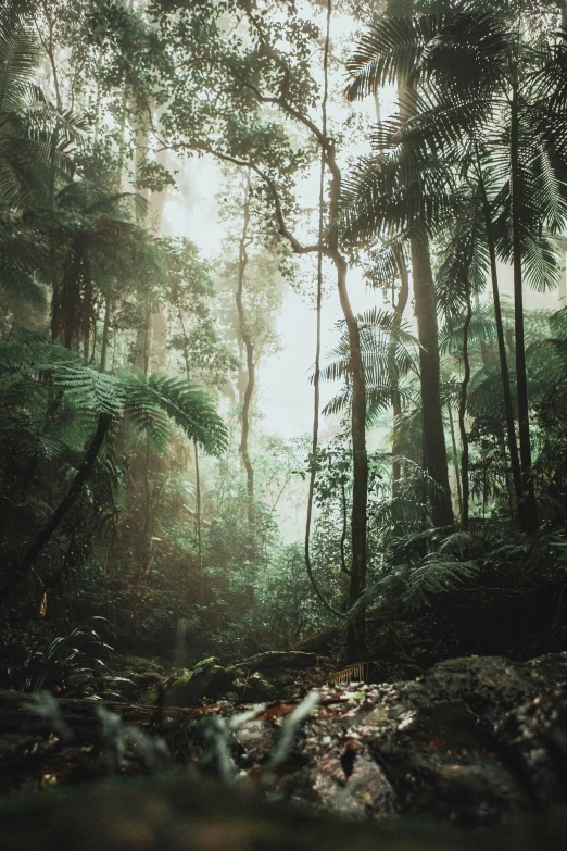 a forest scene that is very dark and mysterious