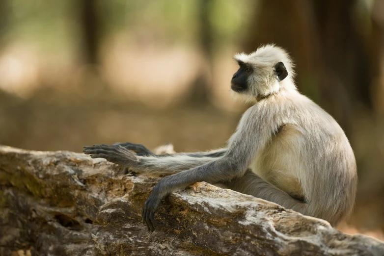 a small gray monkey sits on top of a tree log