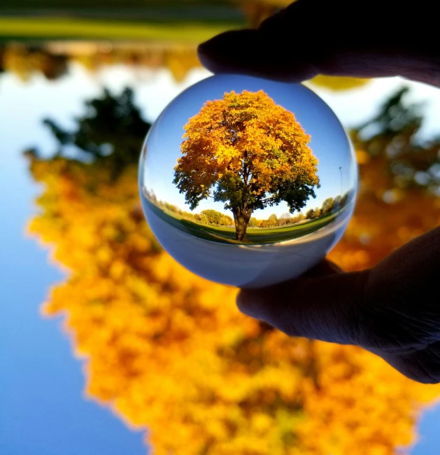 a person holds a shiny ball with the reflection of a tree