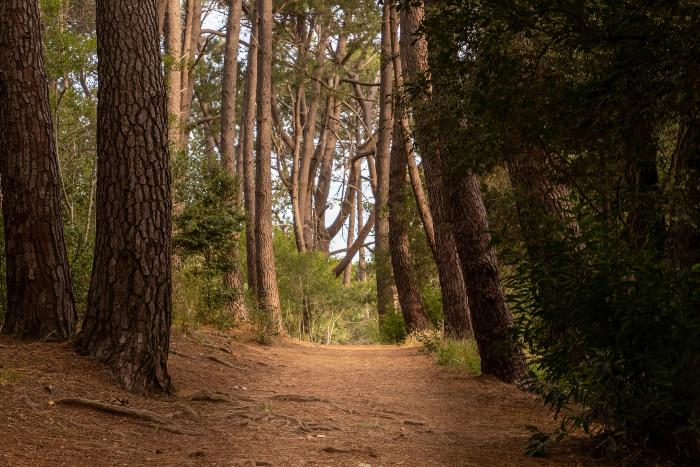 a dirt road that has been cut off from the ground by trees