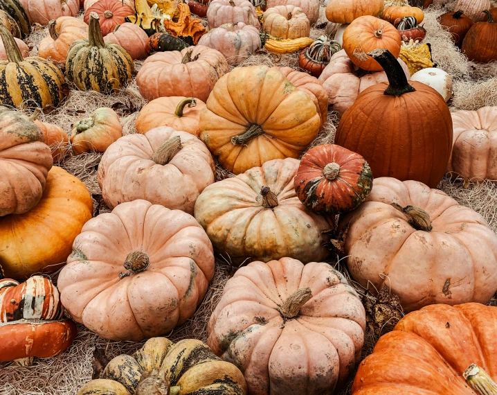 a lot of pumpkins are on the ground