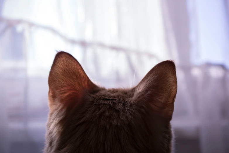 a brown cat stares down at a camera