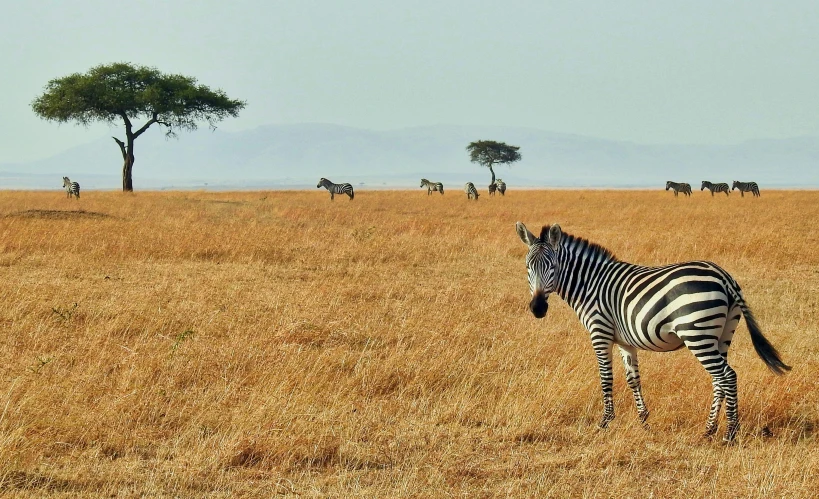 a ze walks on the plains in front of trees