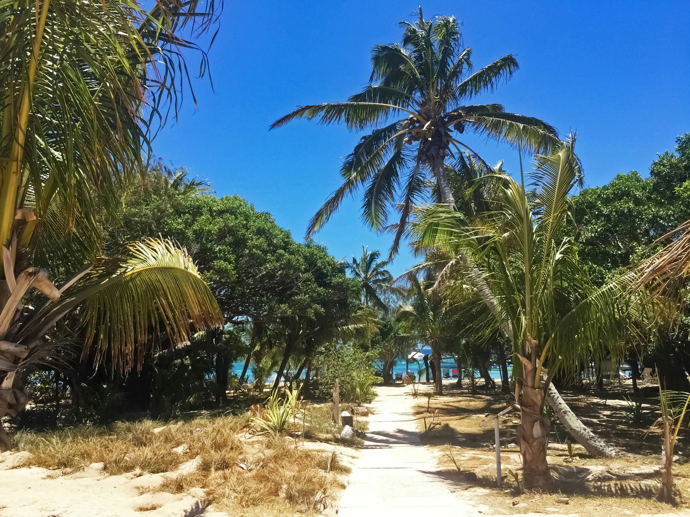 palm trees on a beach in the tropical setting