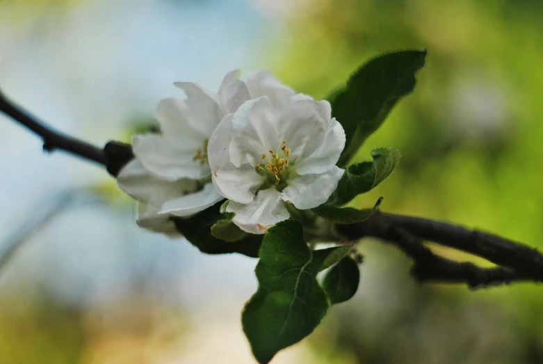 a white flower is sitting on the nch