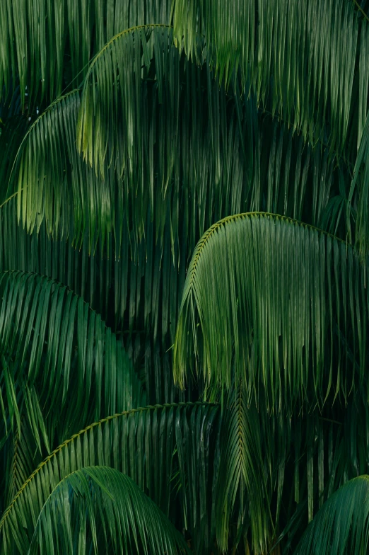 palm trees with fronds and large leaves in a jungle like climate