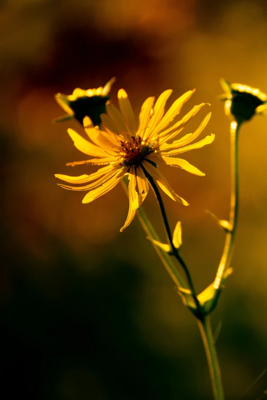 yellow flowers in the sunlight glow brightly