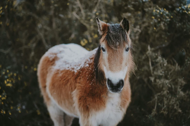 a pony with snow on its face standing outside